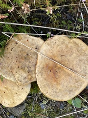 Suillus bovinus