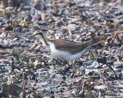 Hydrophasianus chirurgus