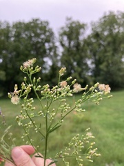 Erigeron canadensis