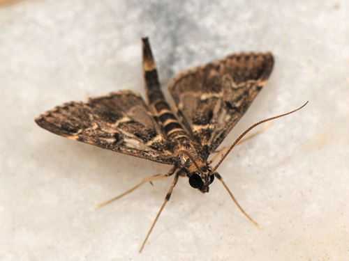 European Pepper Moth