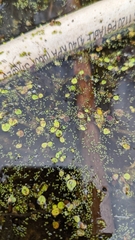 Wolffia brasiliensis