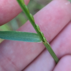 Tridens albescens