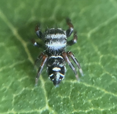 Phidippus