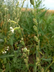 Silene dichotoma