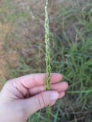 Tridens albescens