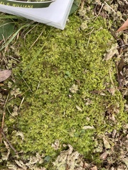 Thuidium delicatulum