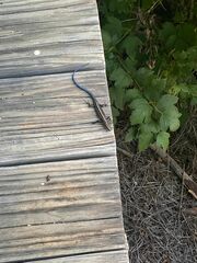 Plestiodon fasciatus