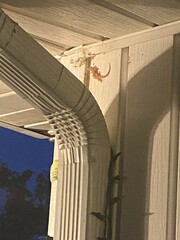 Hemidactylus turcicus