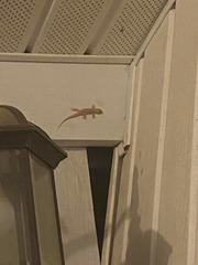 Hemidactylus turcicus