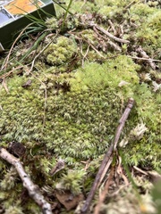 Leucobryum
