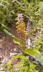 Lachenalia mutabilis