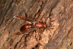 Polistes gigas