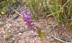 Lachenalia pallida
