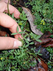 Trifolium variegatum