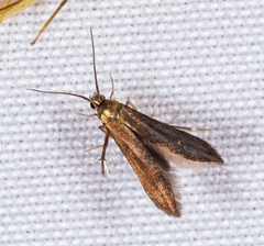 Schreckensteinia erythriella