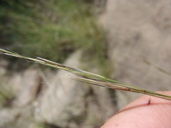 Aristida schiedeana