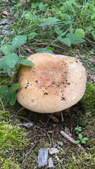Lactifluus volemus
