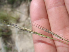 Aristida schiedeana