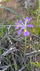 Moraea fugax