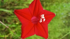 Ipomoea quamoclit