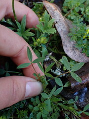 Trifolium variegatum