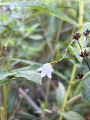 Campanula aparinoides