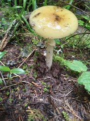 Amanita xylinivolva