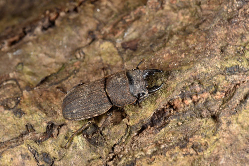 Dorcus carinulatus · iNaturalist