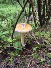 Amanita xylinivolva