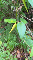 Vincetoxicum nigrum