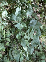 Viola hirta