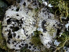 Lasallia pustulata
