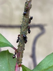 Crematogaster scutellaris