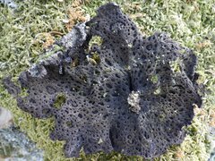 Lasallia pustulata