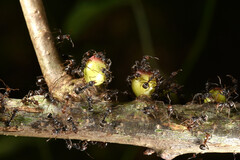 Dolichoderus thoracicus