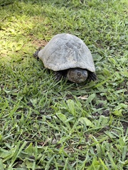 Kinosternon integrum