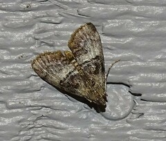 Pococera asperatella