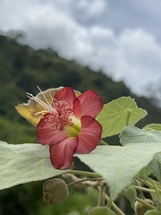 Abutilon menziesii