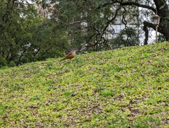 Turdus rufiventris