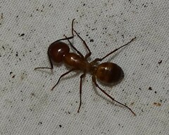 Camponotus castaneus