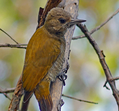 Dryobates passerinus