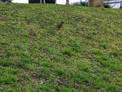 Turdus rufiventris