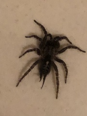 Ischnothele annulata