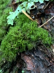 Dicranum montanum