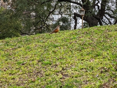 Turdus rufiventris