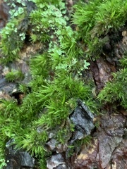 Dicranum montanum