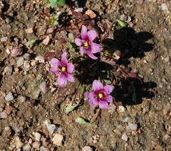 Diascia diffusa