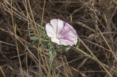 Convolvulus cantabrica