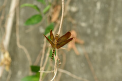 Neurothemis taiwanensis
