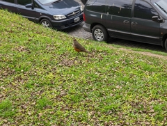 Turdus rufiventris